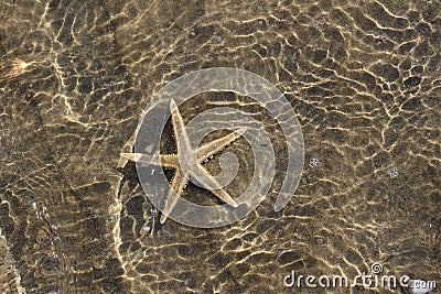 Spectacular sea star under the warm tropical sea water