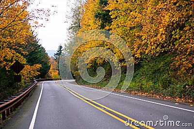 Spectacular winding road with yellow autumn trees