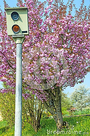 Speed check with Japanese cherry blossom