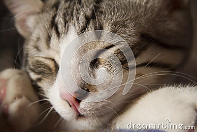 Sleeping cat close-up