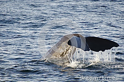 Sperm Whale