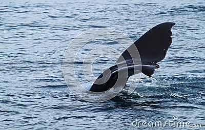 Sperm whale tail fin