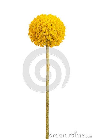 pherical With A Delicate Yellow Flower Stems R