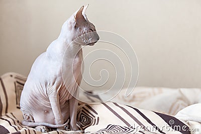 Sphinx cat on the bed