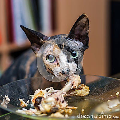 Sphinx cat eating chicken