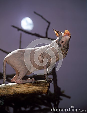 Sphinx cat with a moon