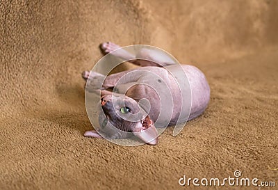 Sphinx cat playing