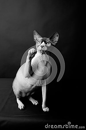 Sphynx cat. Bald cat. Egyptian Cat