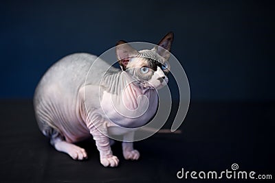 Sphynx cat. Bald cat. Egyptian Cat