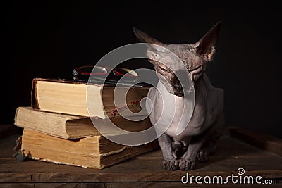 Sphynx cat and books