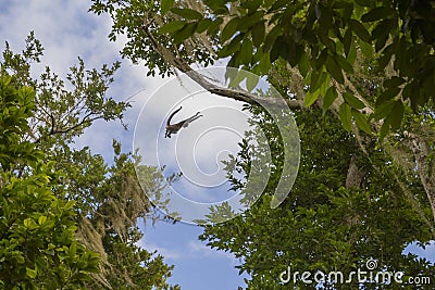 Spider Monkey Jumping