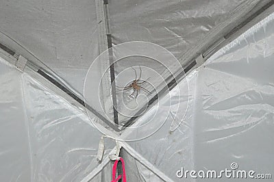 Spider on a tent