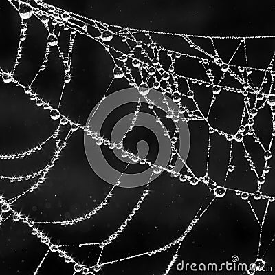 The spider web (cobweb) closeup background.