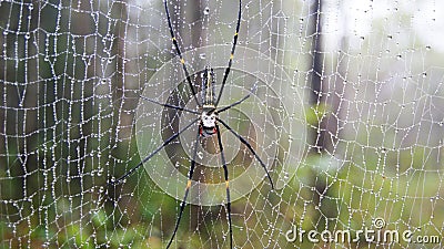 Spider on the web