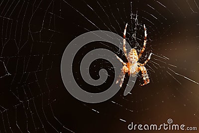 Spider on the web