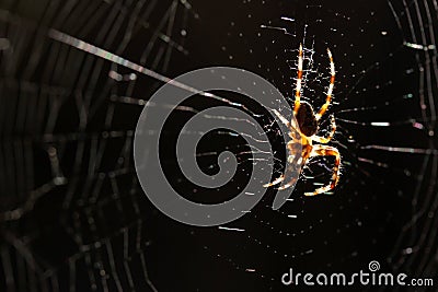 Spider on the web