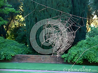 Spider web without the spider