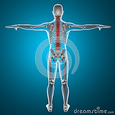 Spine x-ray skeleton