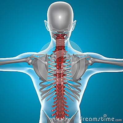Spine x-ray skeleton