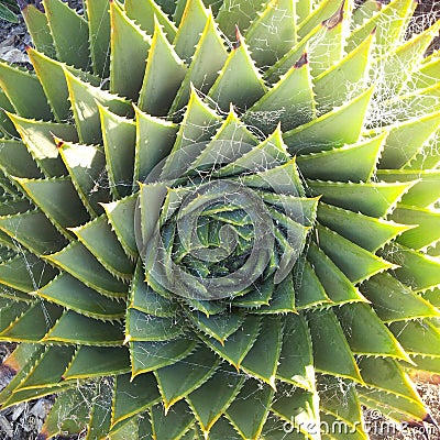 Spiral design in nature.