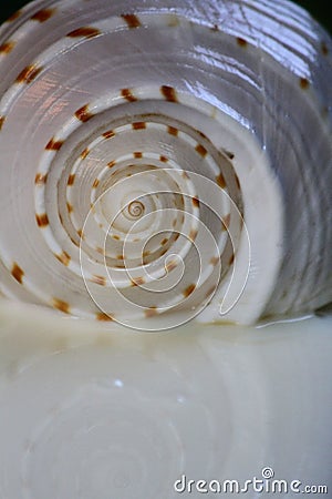 Spiral Seashell