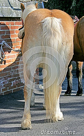 Splendid Horse Tail 1