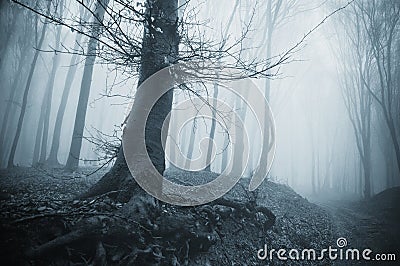 Spooky tree in a cold forest with fog
