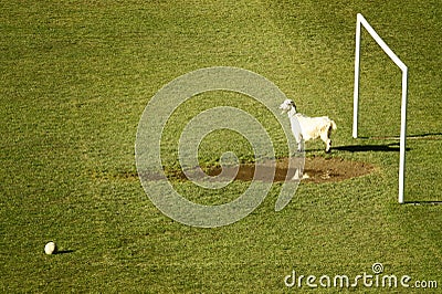 Sport funny photo of a goat goalkeeper
