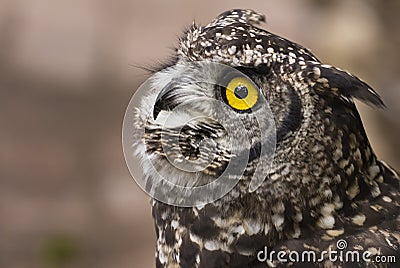 Spotted Eagle Owl