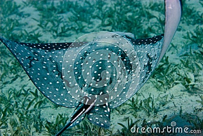 Spotted eagle ray