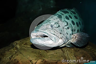 Spotted fish underwater