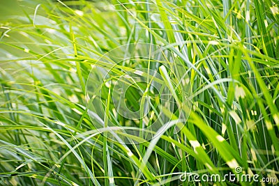Spotted fresh green grass background