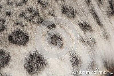 Spotted fur of a snow leopard