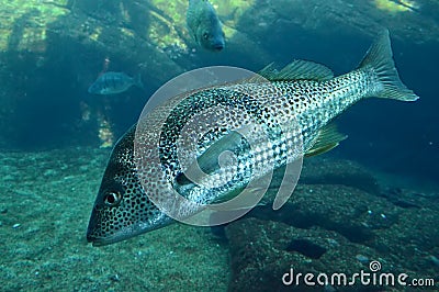 Spotted Grunter Fish Full Body