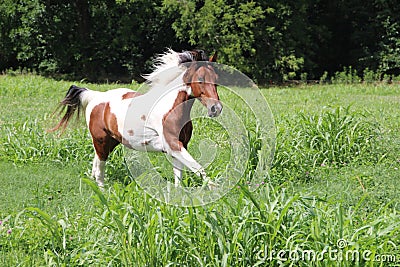 Spotted Horse Running