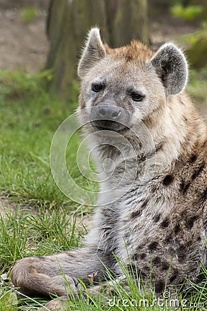 Spotted Hyena