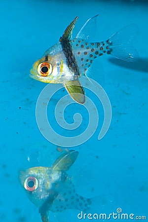 Spotted or Pajama Cardinalfish in Aquarium