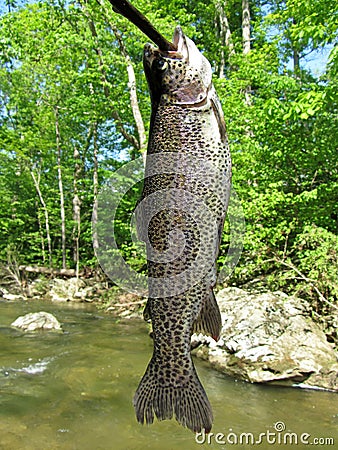 Spotted Rainbow Trout Catch