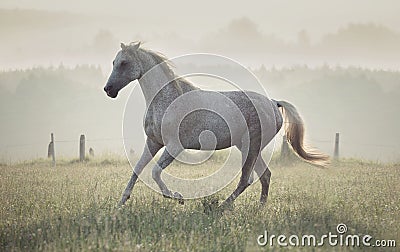 Spotted white horse running through the meadow