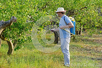 Spraying a lemon field