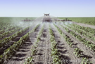 Spraying young cotton plants in a field