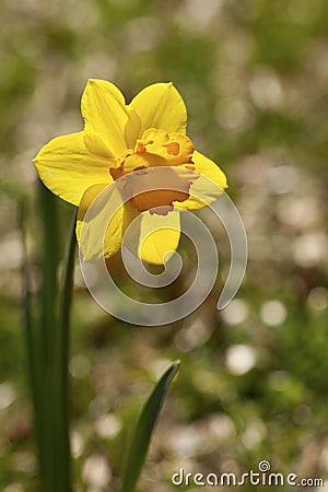Spring Blooming Buttercup Daffodils