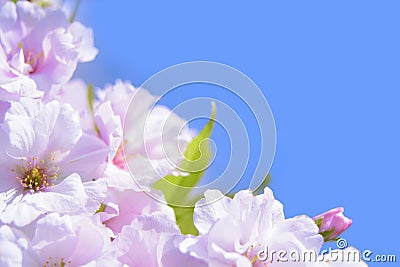 Spring Blossoming Sakura Flowers on the Blue Sky Background