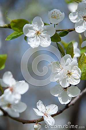 Spring cherry blossom