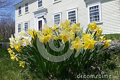 Spring: colonial house with yellow daffodils