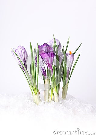 Spring Crocus Flower In Snow Stock Photography - Image ...