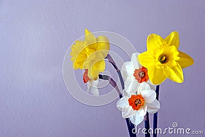 Spring daffodils