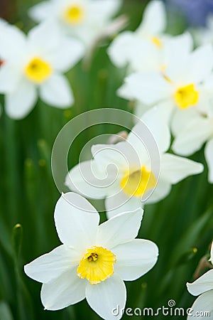 Spring daffodils