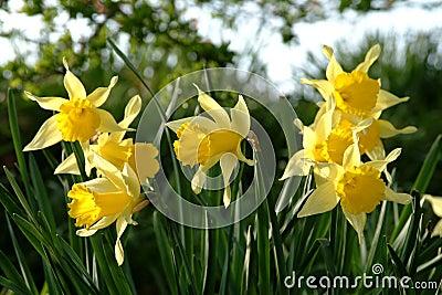 Spring Daffodils in Scotland