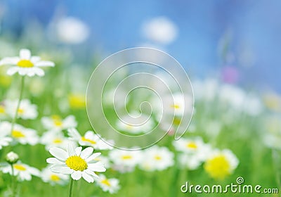 Spring flowers green background